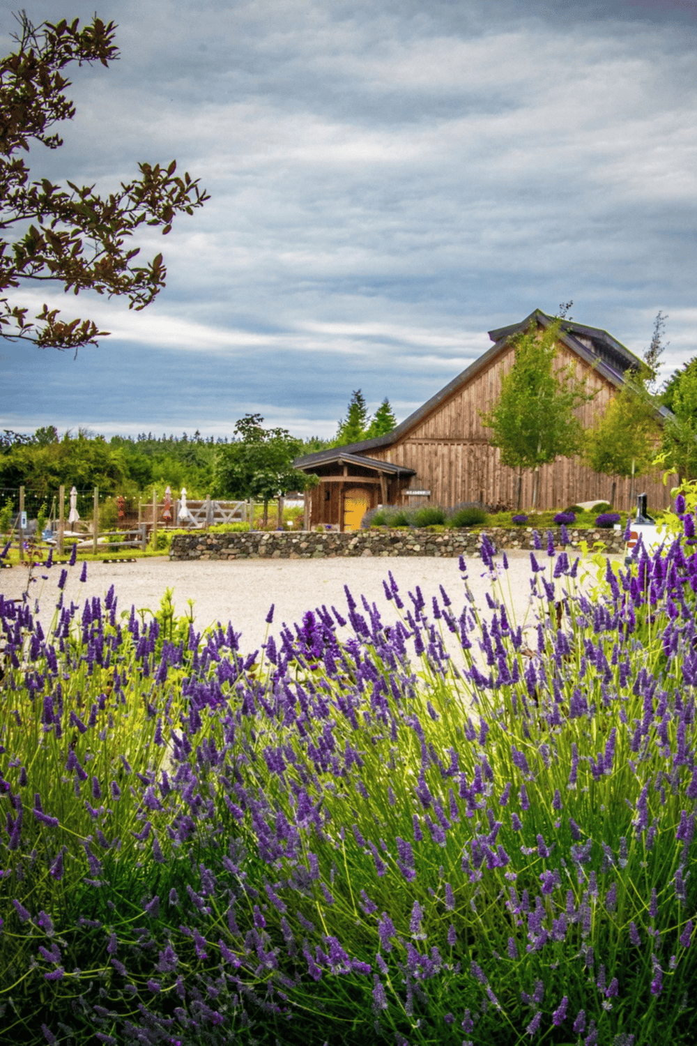 Lavender field with rustic barn and scenic landscape, ideal for peaceful retreats and farm stay vacations.