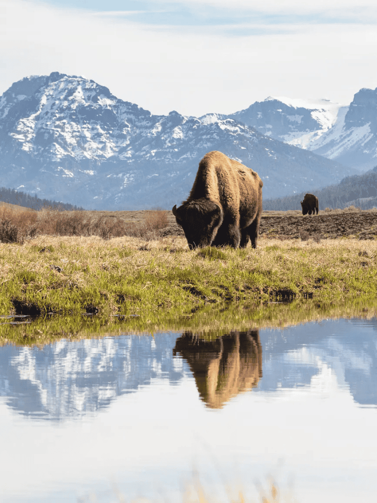 Majestic bison grazing near mountain lake with snow-capped peaks in background, scenic wilderness landscape.