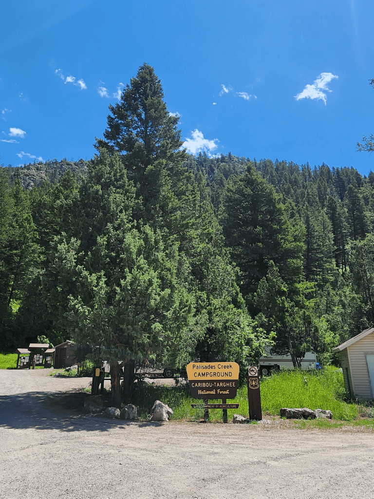 Lush green trees at Palisades Creek Campground in Caribou-Targhee National Forest sunny day.