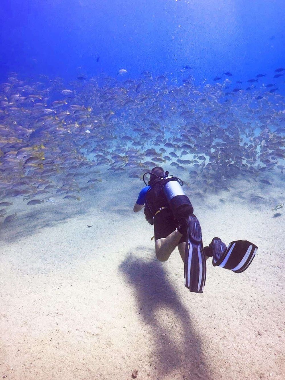 Scuba diver exploring a vibrant coral reef with a school of fish in clear blue waters.