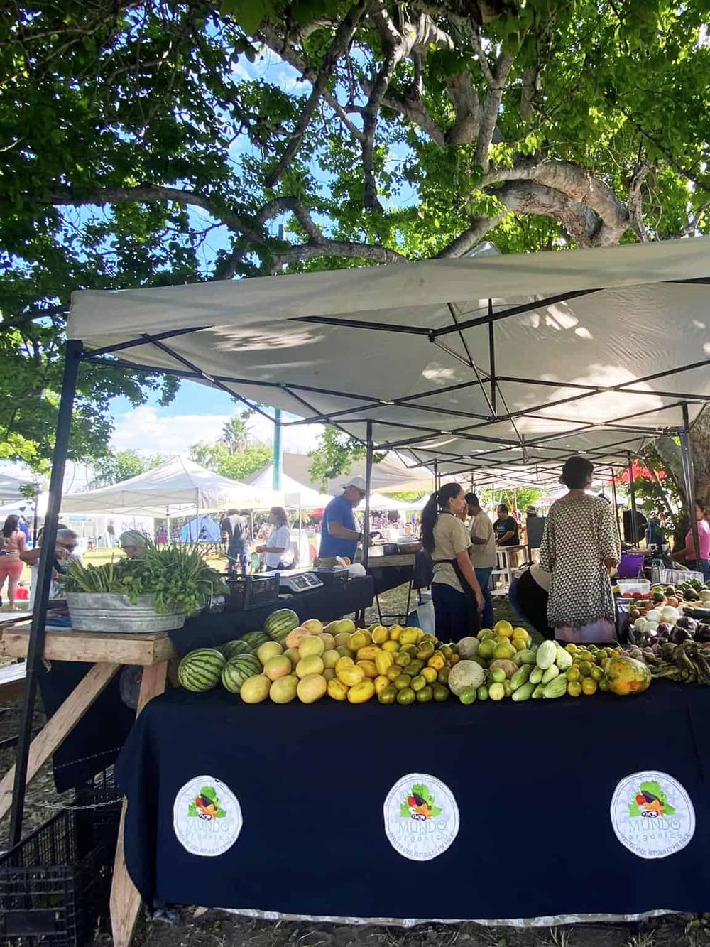 Fresh organic vegetables at a vibrant outdoor farmers market, perfect for healthy eating and supporting local farmers.