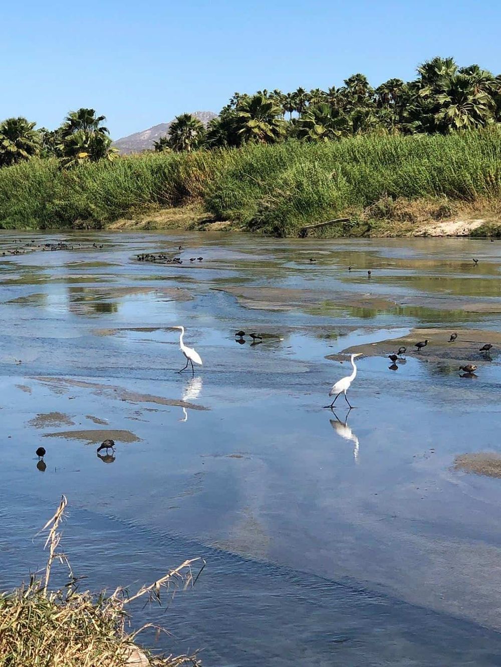 Snowy egret walking along a riverbank with lush greenery and palm trees in the background.