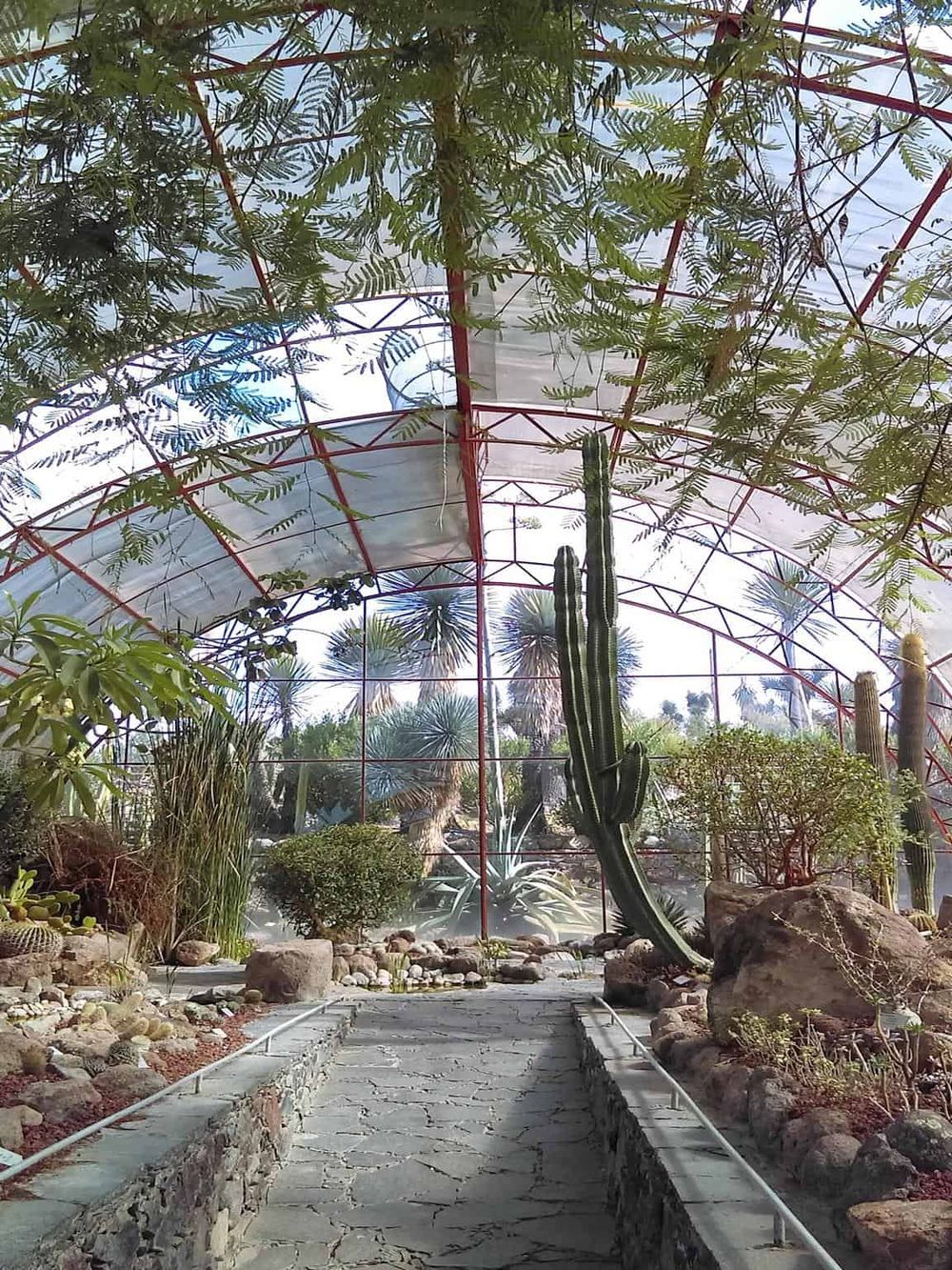 Vast desert botanical garden with cactus collection inside a glass-domed greenhouse for nature exploration and education.