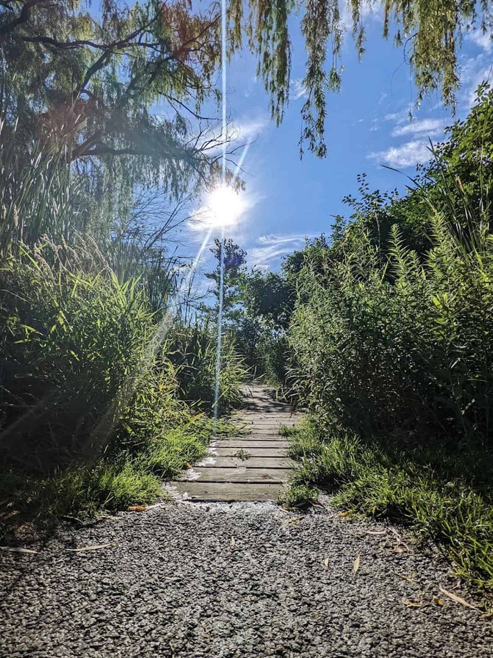 Sunlit nature trail with wooden path surrounded by lush green foliage and bright blue sky.
