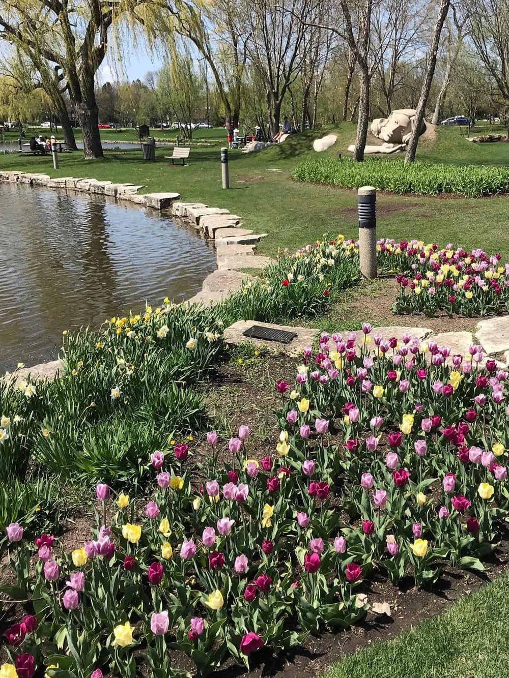 Colorful tulip garden near a pond in a scenic park setting.