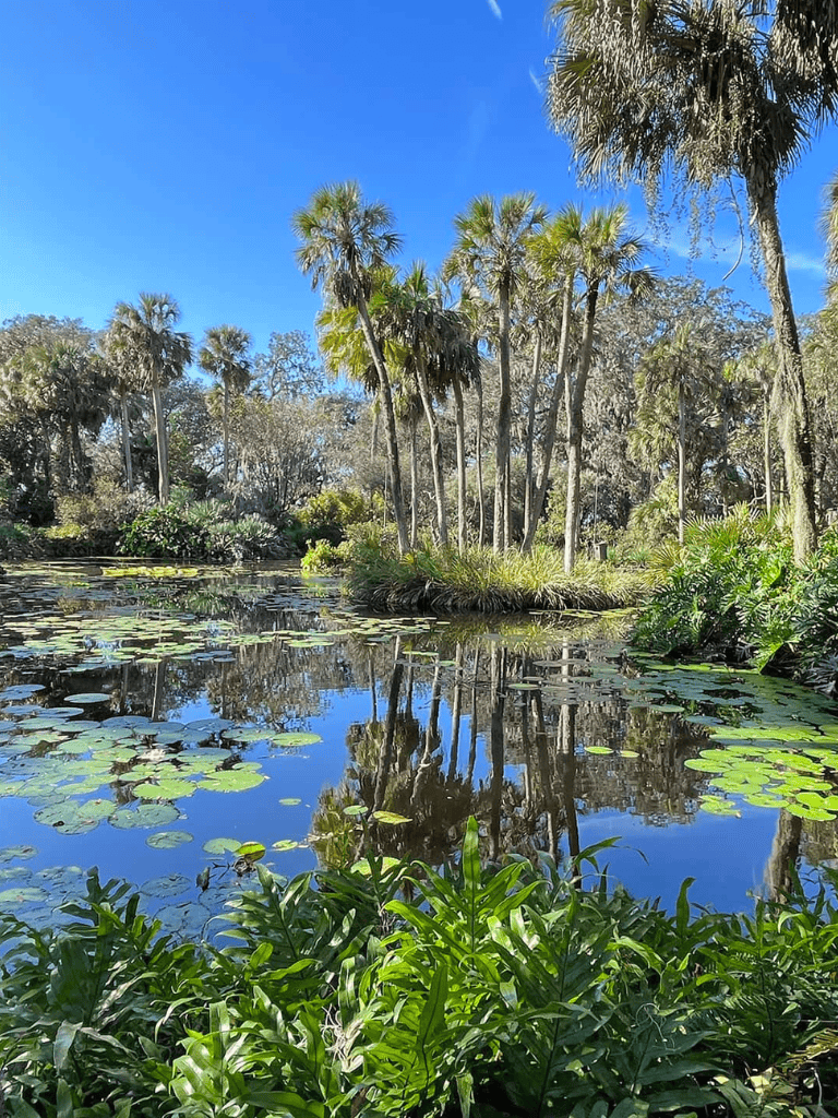 Lush tropical pond with palm trees and lily pads under clear blue sky.
