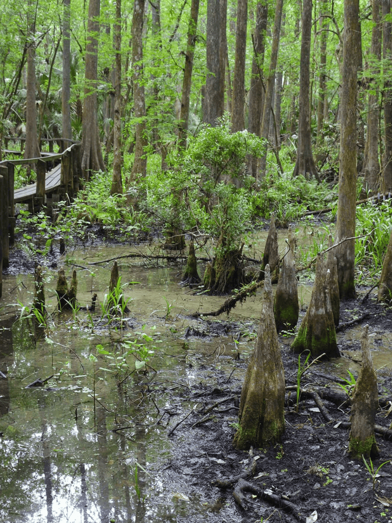 Lush swamp forest with cypress knees and vibrant greenery in a nature reserve.
