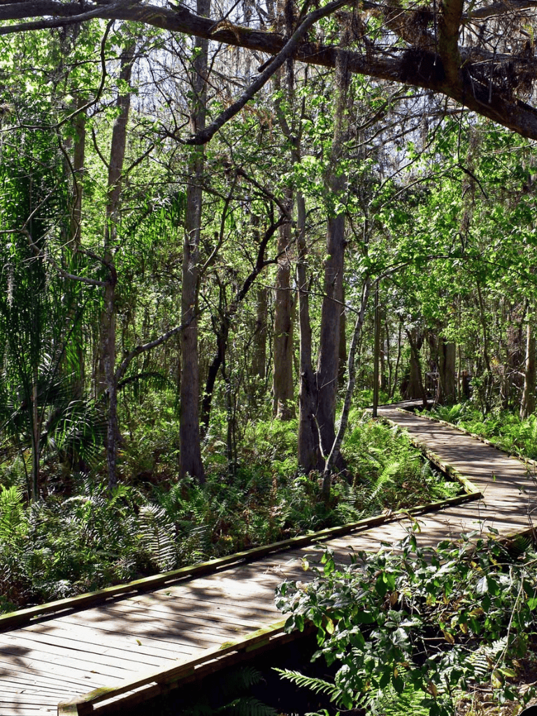 Serene forest trail with wooden pathway surrounded by lush greenery and tall trees.