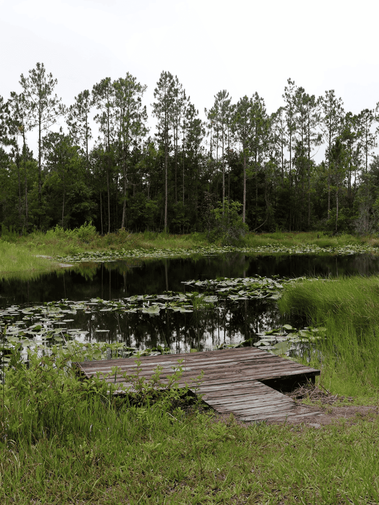 Tranquil pond with wooden dock surrounded by lush greenery and tall pine trees.