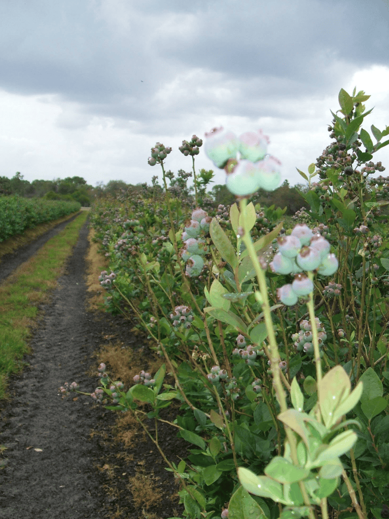 Vast blueberry farm with cloudy sky, lush bushes, and dirt pathways for guided berry picking tours.