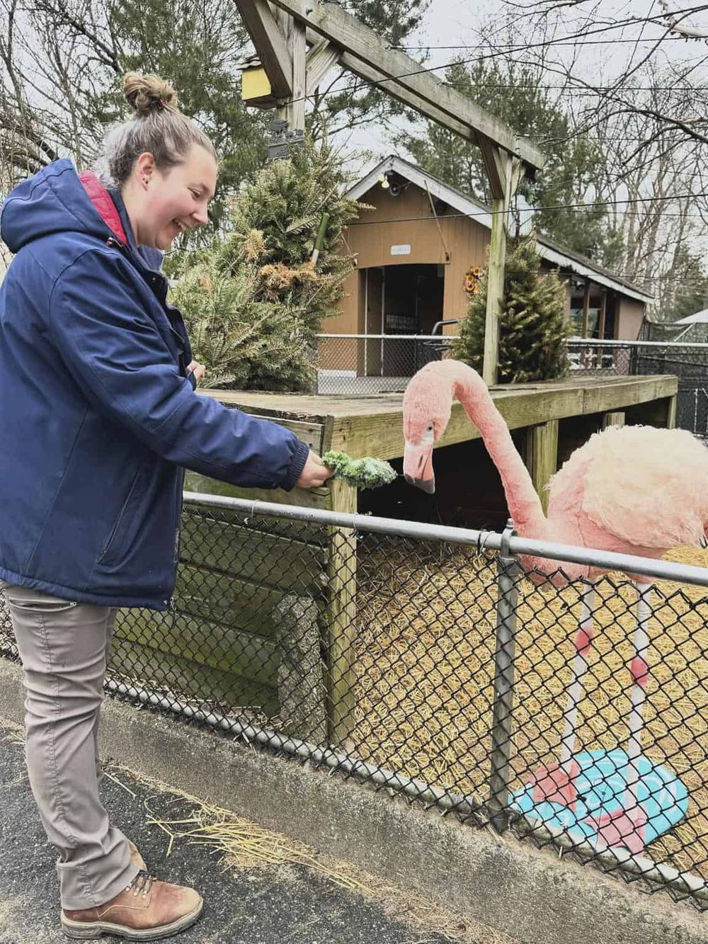 Colorful flamingo feeding at zoo with woman feeding animals, outdoor animal clinic, pet care, outdoor leisure, animal interaction, and wildlife experience.