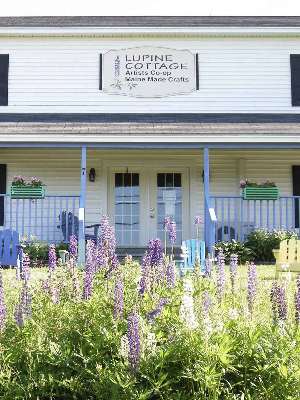 Colorful cottage with blooming lavender flowers, outdoor seating, and sign for Lupine Cottage art co-op in Maine.