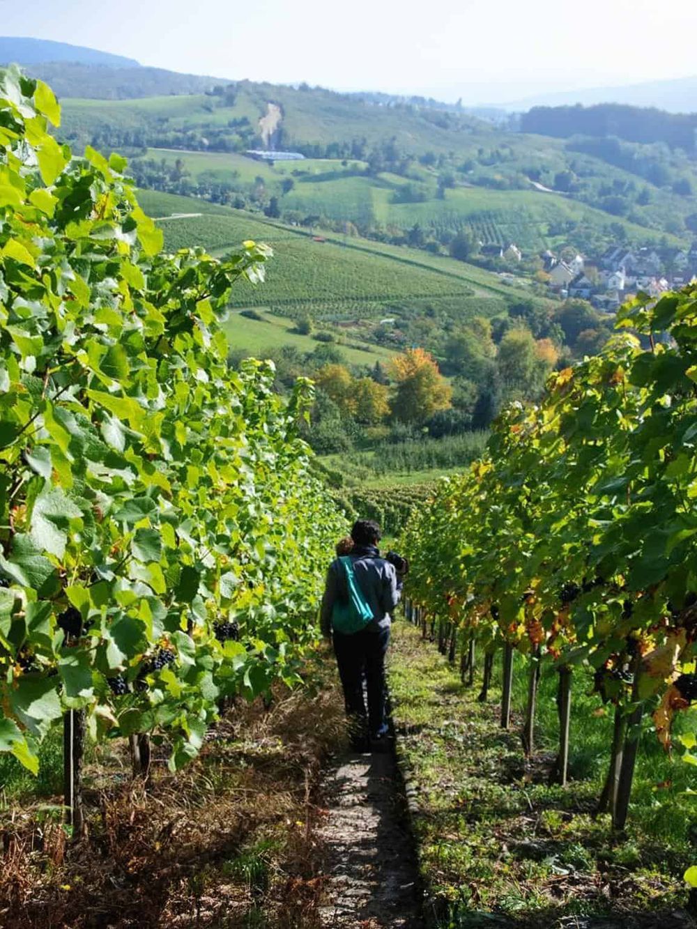 Vineyard landscape with a person walking through grapevines, scenic rolling hills, and lush greenery, perfect for wine tourism.
