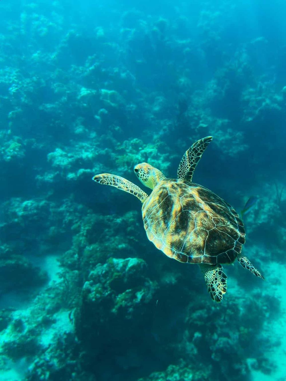 Colorful sea turtle swimming in coral reef, underwater marine life exploration, ocean adventure, wildlife photography.