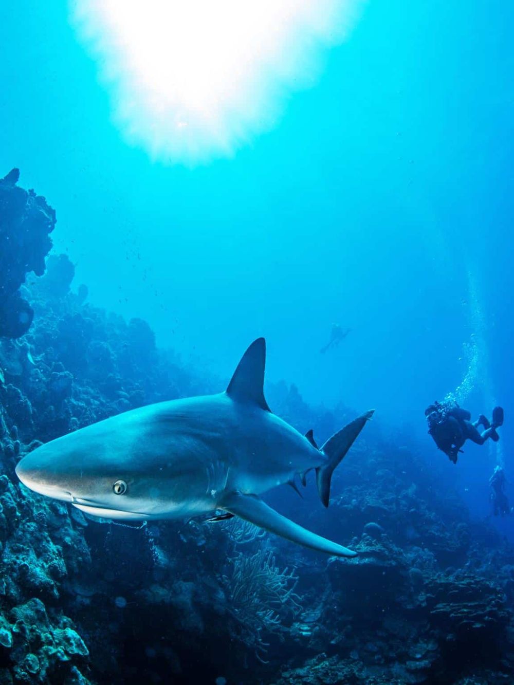 Shark swimming in vibrant blue ocean with diver exploring coral reef environment.