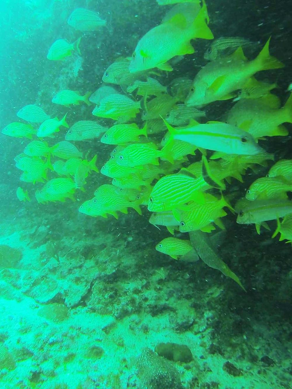 Colorful school of tropical fish swimming underwater in a coral reef.