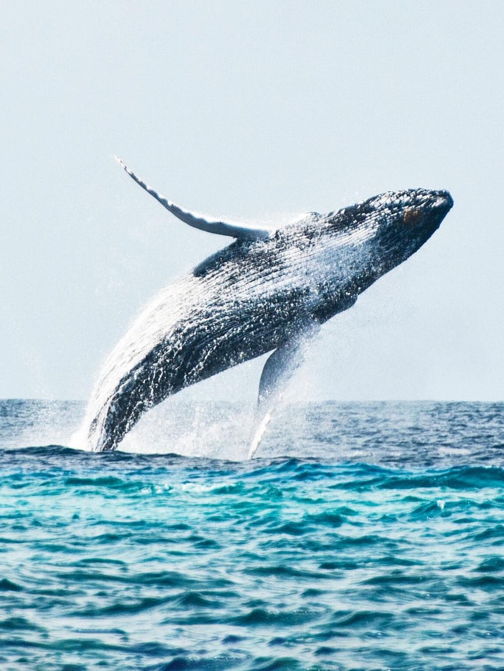 Humpback whale breaching ocean surface during whale watching tour.
