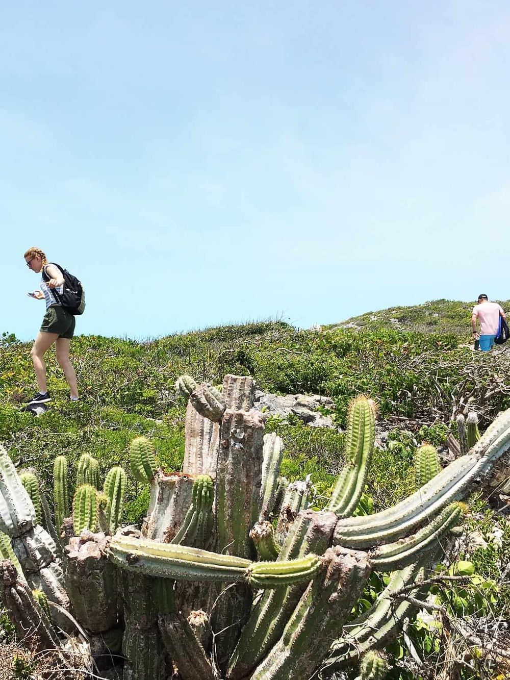 Vast desert landscape with tall cacti and hikers exploring under blue sky, adventure travel, nature exploration, outdoor hiking.