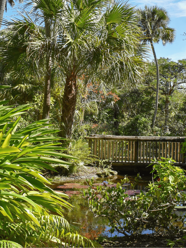 Lush tropical garden with palm trees and wooden bridge over a pond, perfect for nature exploration.