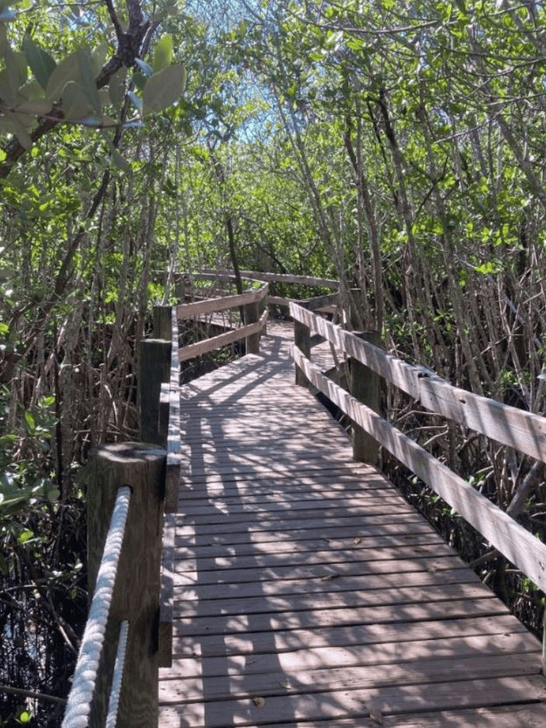 Winding boardwalk through lush mangrove forest with green foliage and dappled sunlight.