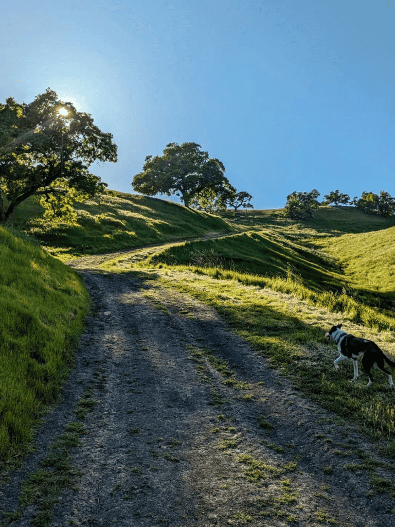 Serene hillside trail with trees and a dog, perfect for outdoor adventures and nature exploration.
