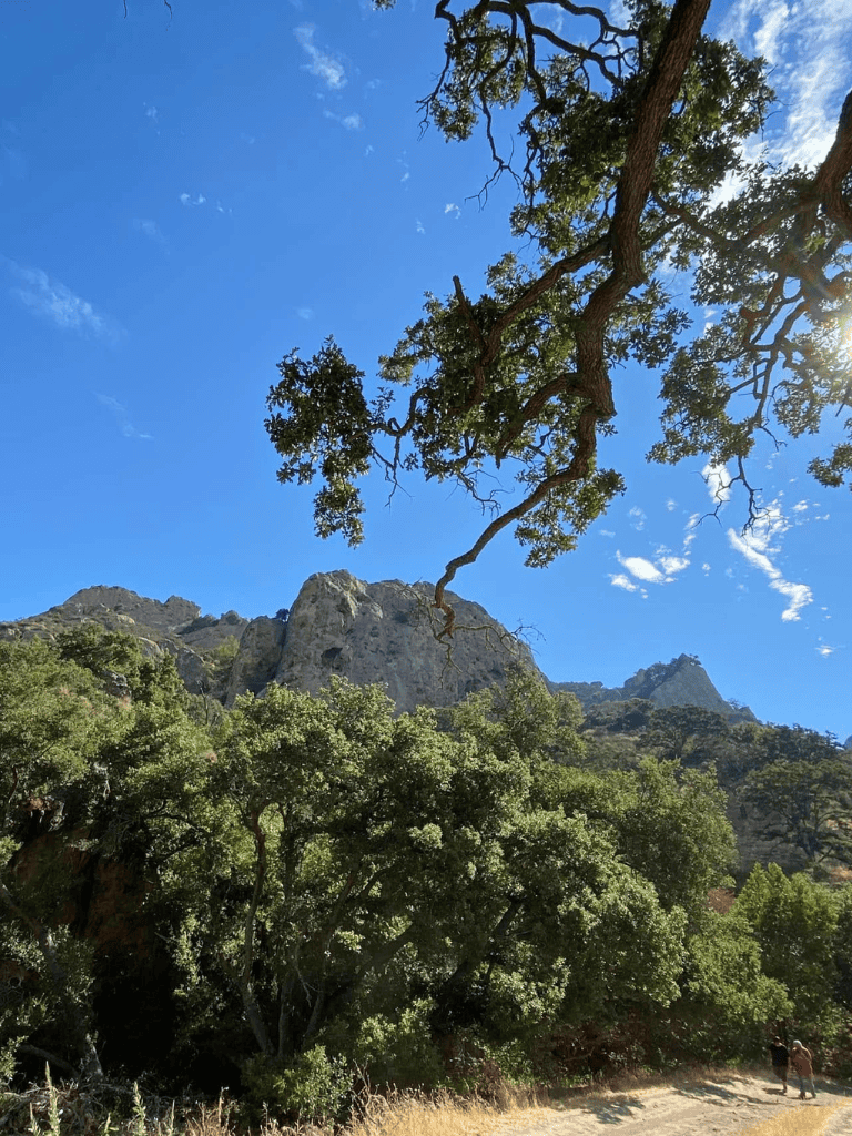 Lush mountain landscape with tall trees and rocky peaks under a bright blue sky.