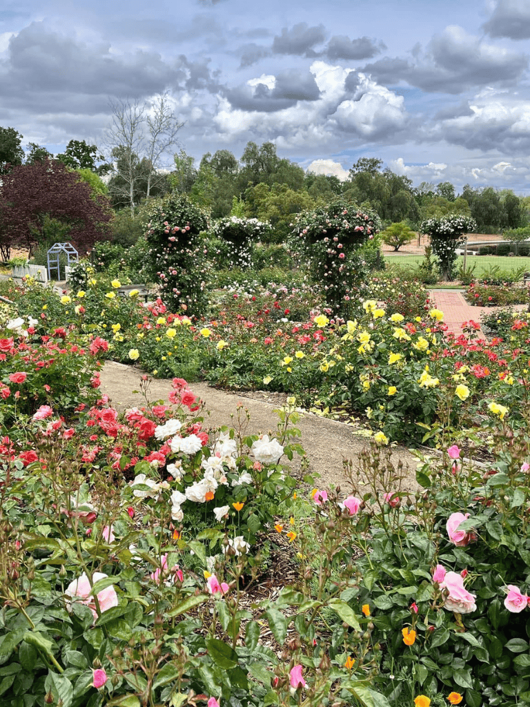 Pink, yellow, and white roses blooming in a lush garden with vibrant flowers and a pathway under cloudy skies.