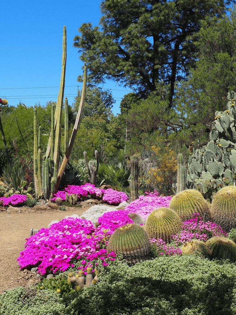 Vibrant desert garden with tall cacti and colorful pink flowers under a bright blue sky.
