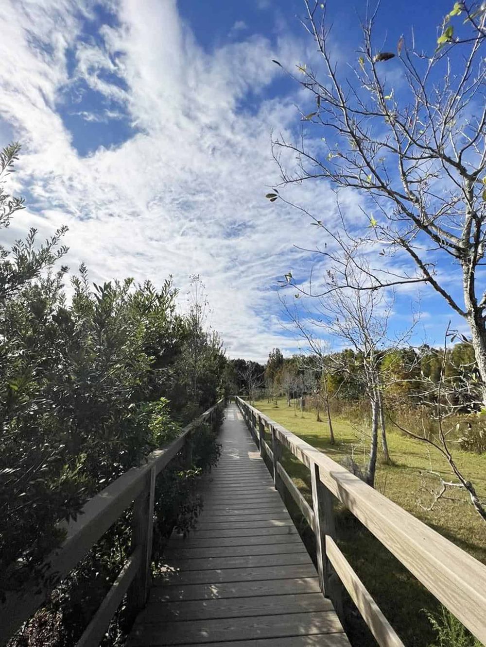 A peaceful wooden walkway through a lush park with blue sky and clouds overhead, perfect for outdoor exploration.