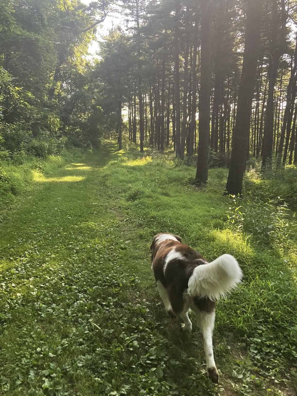 Peaceful forest trail with a dog in nature, perfect for outdoor adventure and exploration.