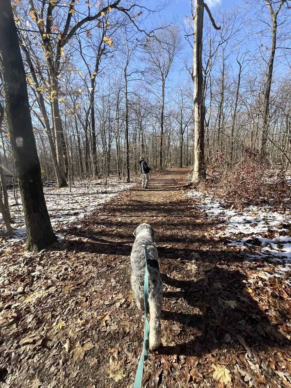 Dog walking trail in forest during winter, scenic outdoor nature walk with woods and snow.