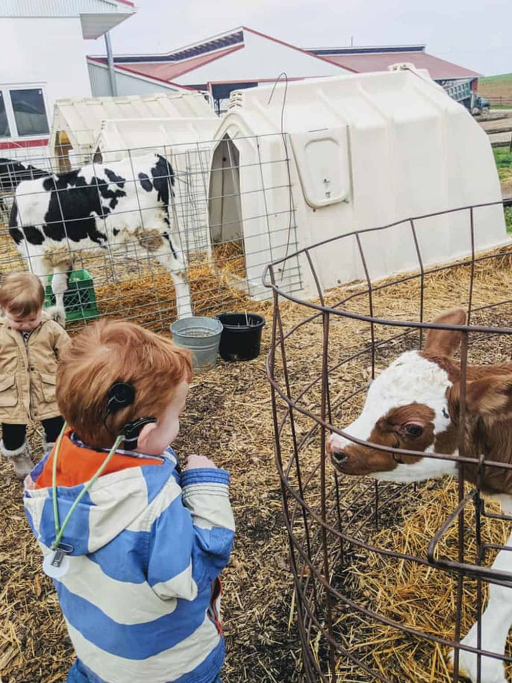 Child visiting farm animals at Quest for Directions petting zoo.