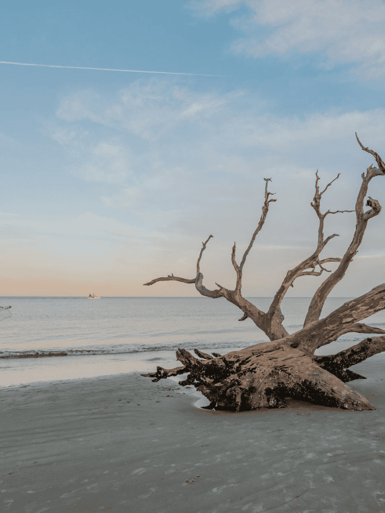 Weathered driftwood on a sandy beach with calm ocean waters and a clear sky, ideal for nature and coastal scenery photography.