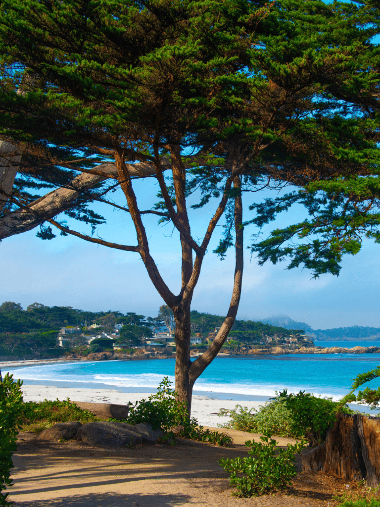 - Tranquil beach view with lush green trees and clear blue ocean.