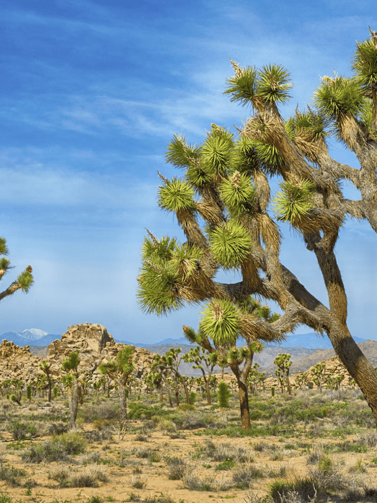 Vast desert landscape with Joshua trees under clear blue sky, Southern California wilderness.