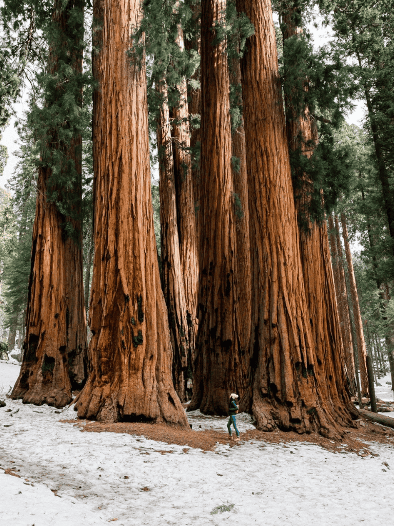 Majestic giant sequoia trees in a forest with a person for scale, showcasing natural beauty and outdoor adventure.