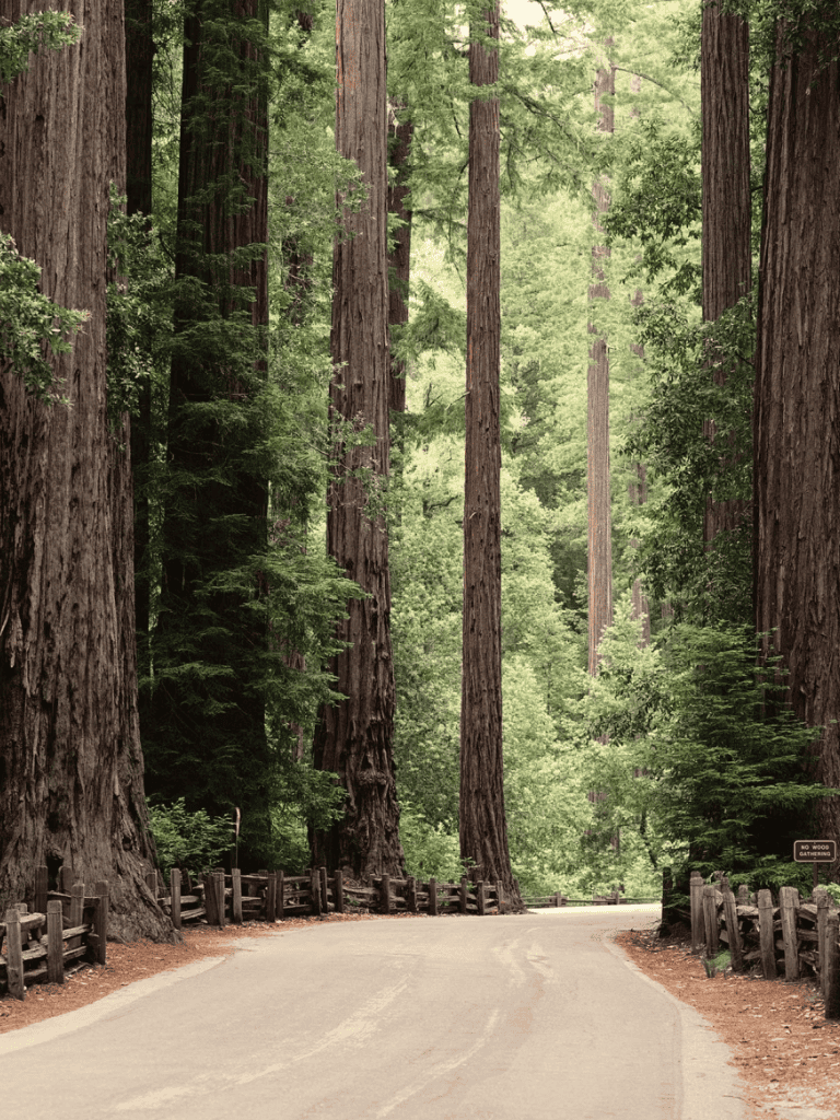 Majestic redwood forest with a winding road, nature, tall trees, outdoor adventure, and scenic drive.