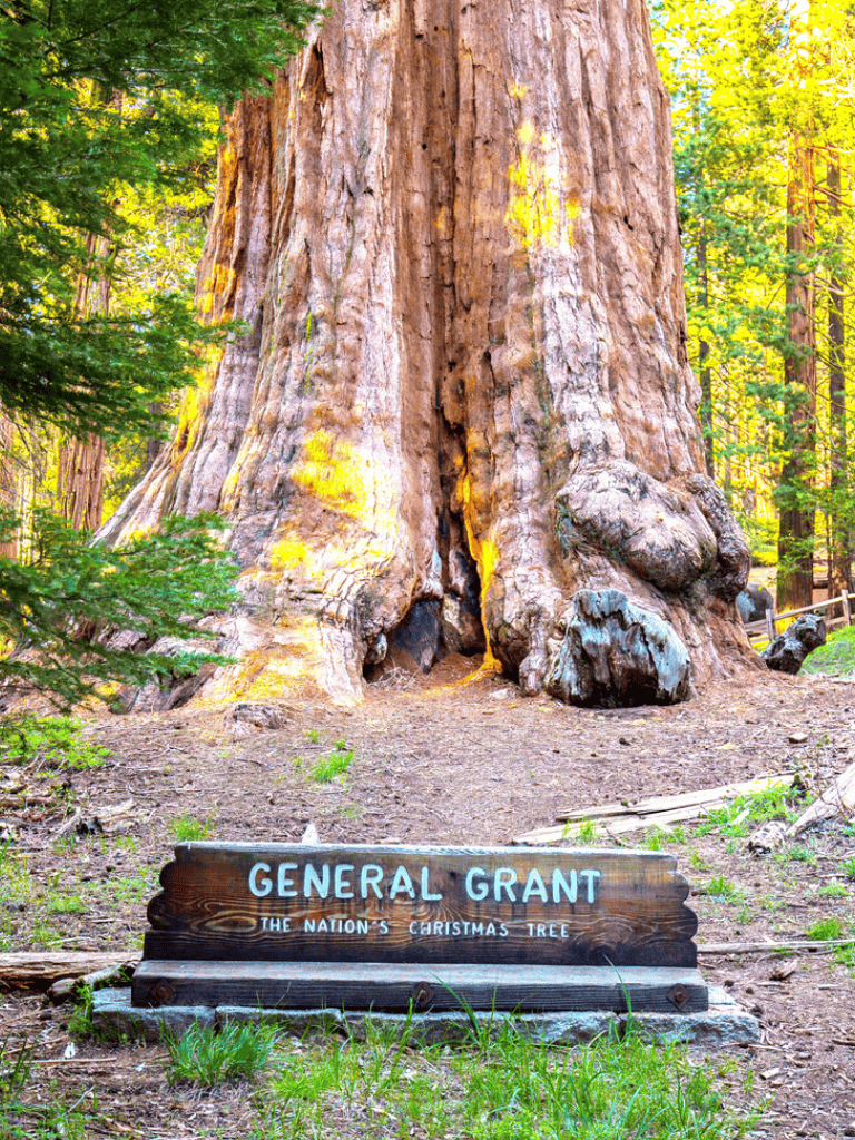 Ancient giant sequoia tree at General Grant Tree, California's Sequoia National Park.