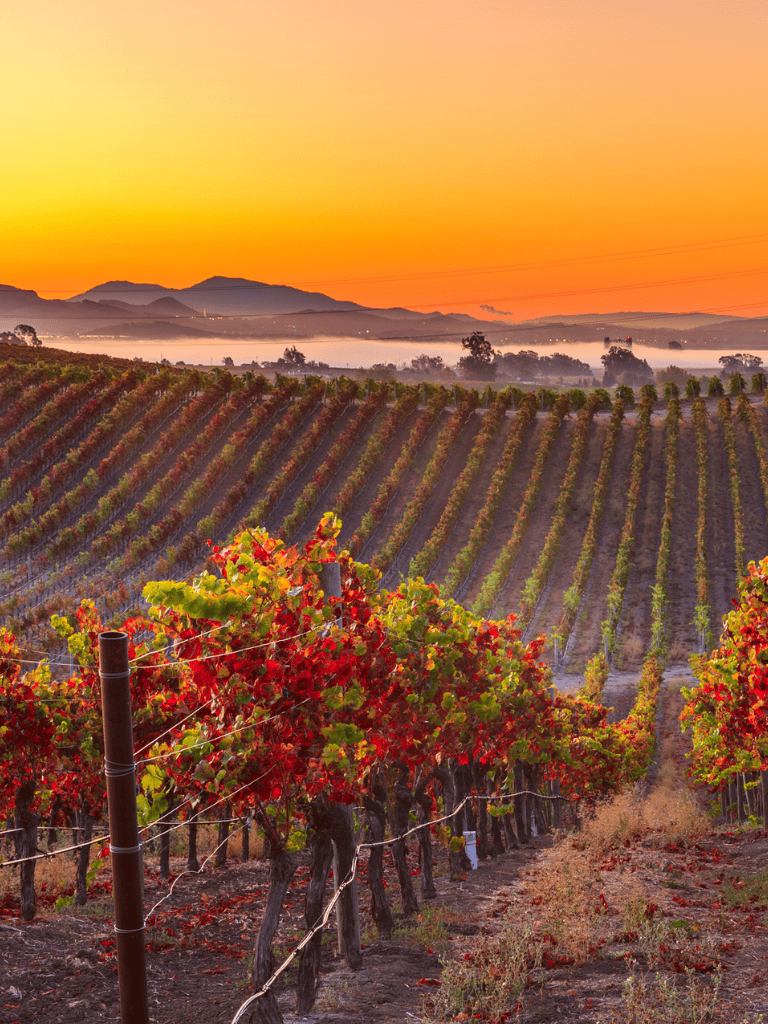 Vineyard at sunrise with rolling hills, perfect for wine tourism and scenic vineyard tours.
