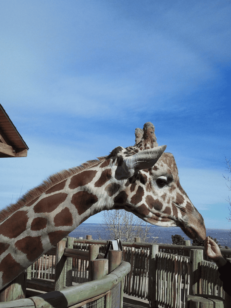 Giraffe at Quest for Directions zoo feeding and close-up view on a sunny day.