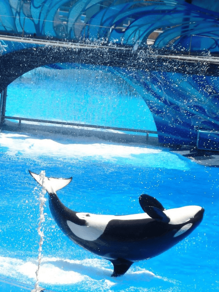 Dolphin performing tricks in an aquatic park with water slides and blue structures.