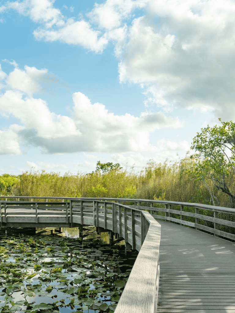 Serene wooden boardwalk over pond with water lilies in lush green wetland under blue sky.