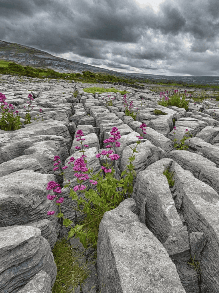 Vast rocky landscape with vibrant pink wildflowers under cloudy sky, showcasing nature's resilience.
