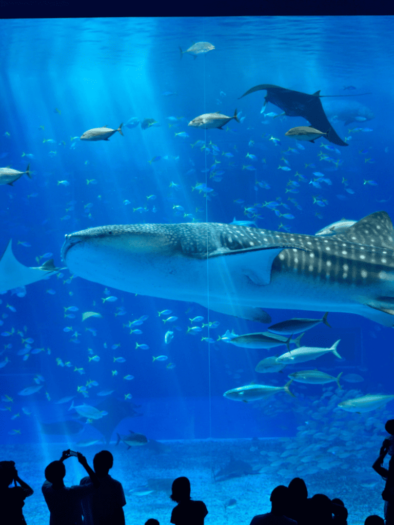 Giant whale shark with diverse marine life in large aquarium tank, visitors viewing marine animal exhibit.
