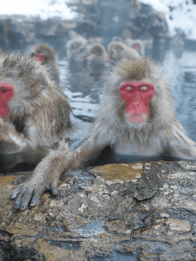 Red-faced Japanese snow monkeys relaxing in natural hot springs in Japan.
