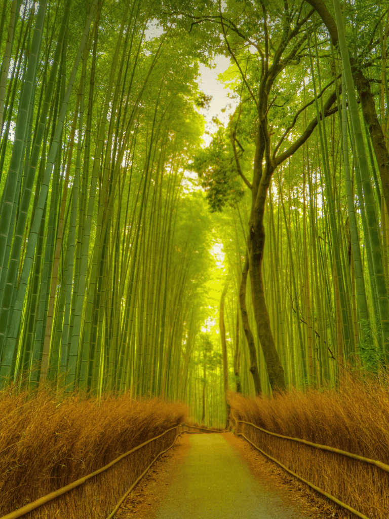 Lush green bamboo forest path with sunlight filtering through tall bamboo stalks.