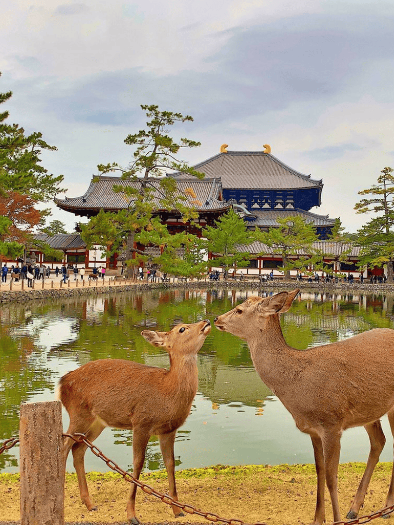 Deer near traditional Japanese temple with pond and trees during daytime.