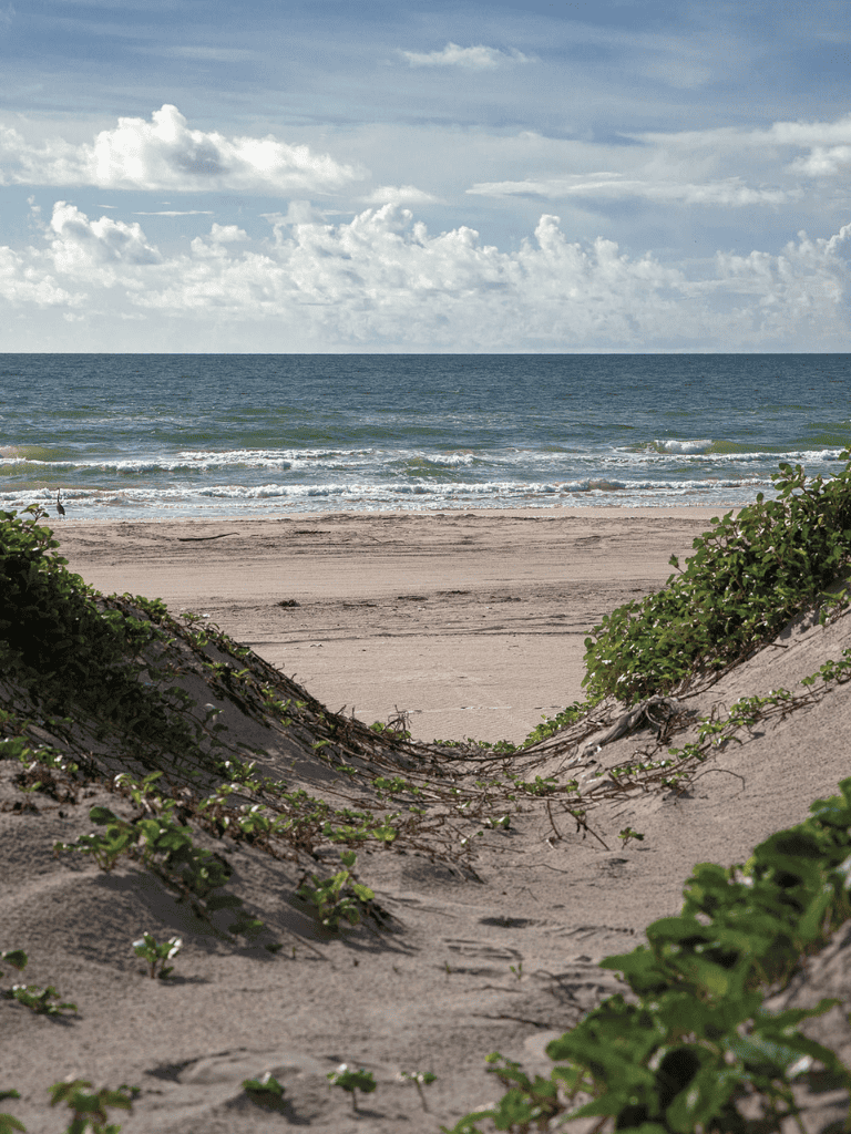 Secluded beach with greenery and ocean view, perfect for relaxation and seaside adventures.