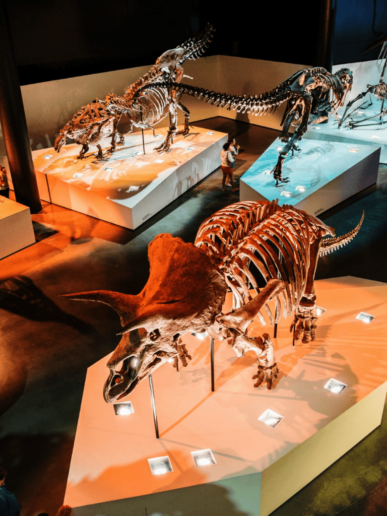 Dinosaur skeleton display in a museum exhibit for educational exploration.