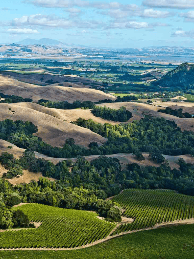 Rolling hills and lush vineyards in Napa Valley, perfect for wine tasting tours.
